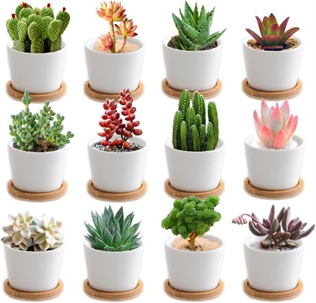 Dollar.Bid - 12 Pack Mini Succulent Plant Pots with Bamboo Tray,2.5 ...